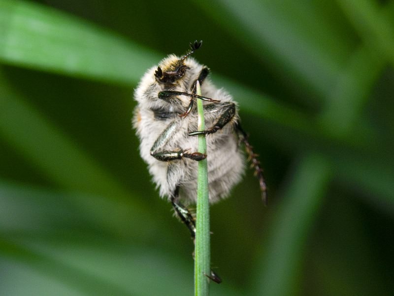 Chaetopteroplia segetum (Herbst, 1783)